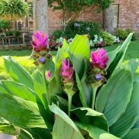 Куркума - мініатюра