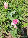 Review by Nadiia Ch Plantsvovk.com.ua