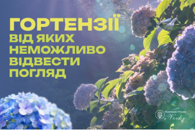 Гортензія