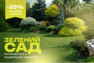 Хвойні рослини
