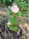 Review by Nadiia Ch Plantsvovk.com.ua