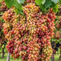 Мускатний виноград - мініатюра