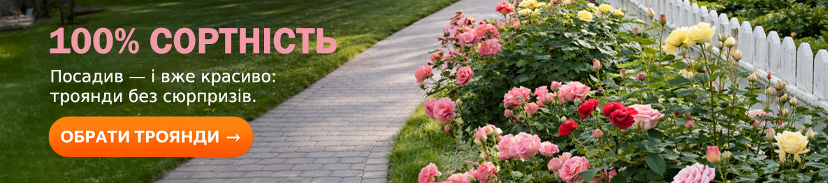 Саджанці Троянд