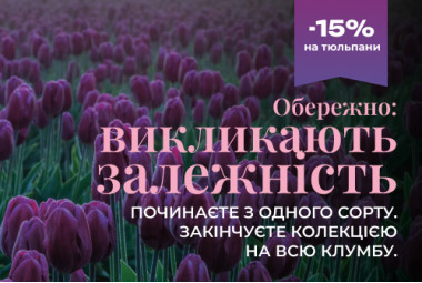 Тюльпани