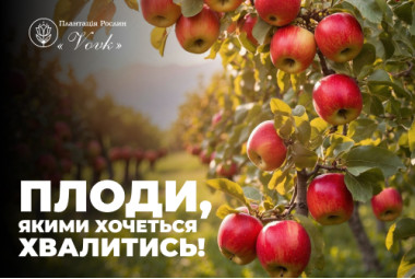 Плодові Кущі