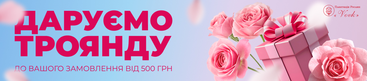 Саджанці Троянд