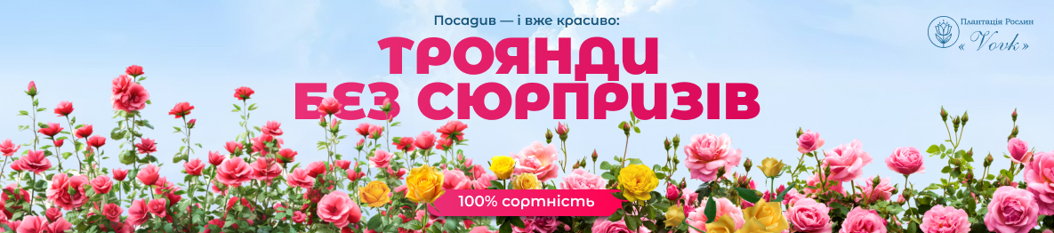 Саджанці Троянд