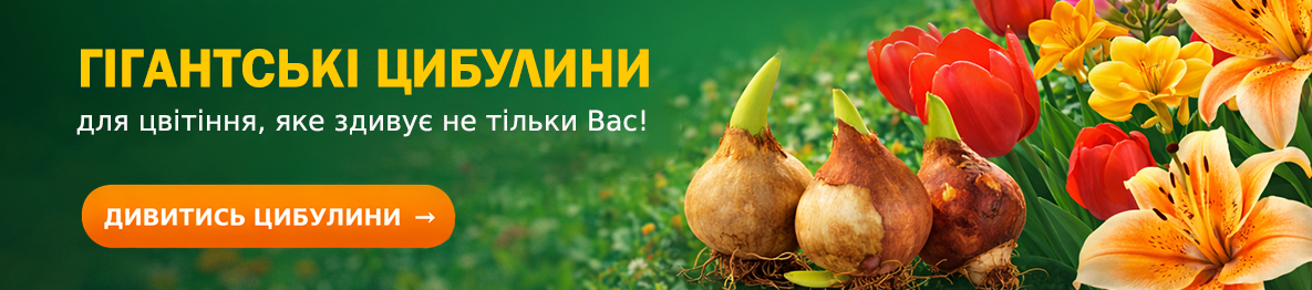 Цибулини Квітів