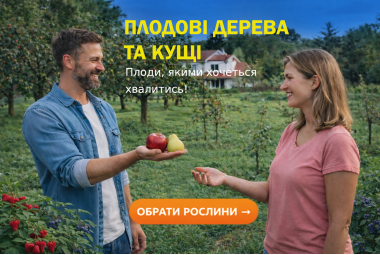 Плодові Кущі