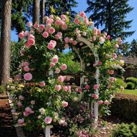 Плетистые розы - мініатюра