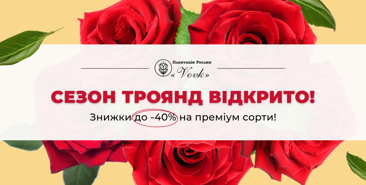 Саджанці Троянд