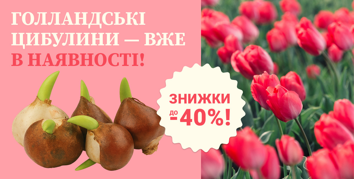 Цибулини Квітів