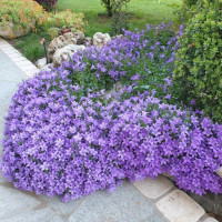 Флокси - мініатюра