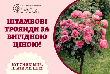 Штамбові Троянди