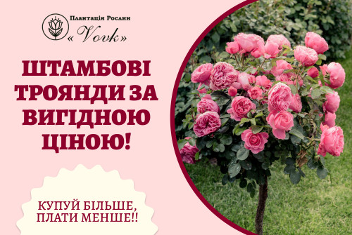 Штамбові Троянди