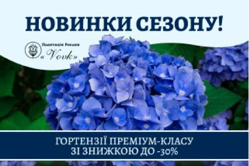 Гортензія