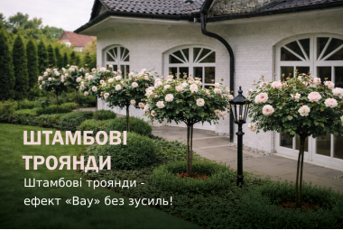 Штамбові Троянди