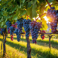 Саженцы винограда - мініатюра