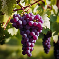 Виноград Винний - мініатюра