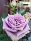 Review by Інна Plantsvovk.com.ua