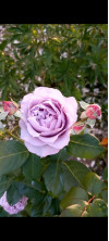 Review by Natalia Plantsvovk.com.ua