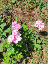 Review by Nadiia Ch Plantsvovk.com.ua