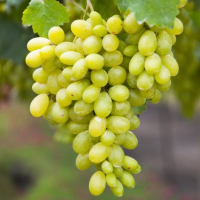 Виноград Кишмиш - мініатюра