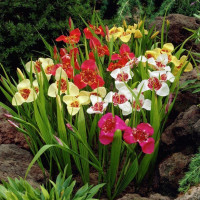 Тигридія - мініатюра