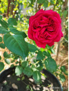 Review by Nadiia Ch Plantsvovk.com.ua
