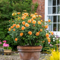 Английские розы - мініатюра