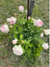 Review by Леся Plantsvovk.com.ua