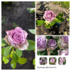 Review by Оксана Plantsvovk.com.ua
