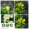 Review by Оксана Plantsvovk.com.ua