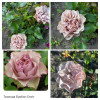 Review by Оксана Plantsvovk.com.ua