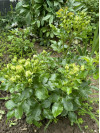 Review by Леся Plantsvovk.com.ua