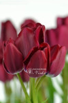 Review by Леся Plantsvovk.com.ua