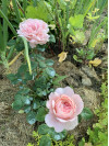 Review by Ганна Plantsvovk.com.ua