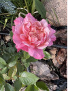Review by Юлія Plantsvovk.com.ua