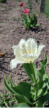 Review by Яна Plantsvovk.com.ua