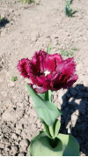 Review by Яна Plantsvovk.com.ua