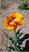 Review by Яна Plantsvovk.com.ua