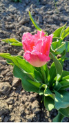 Review by Яна Plantsvovk.com.ua