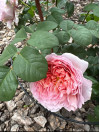 Review by Т.Т Plantsvovk.com.ua