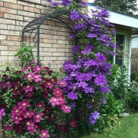 Саженцы клематиса - мініатюра