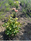 Review by Natalia_ Plantsvovk.com.ua