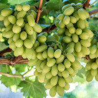 Столовий виноград - мініатюра