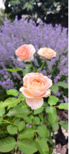 Review by Леся Plantsvovk.com.ua