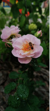 Review by Ірина Plantsvovk.com.ua