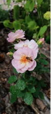 Review by Ірина Plantsvovk.com.ua