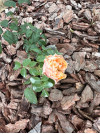 Review by Єлизавета Plantsvovk.com.ua